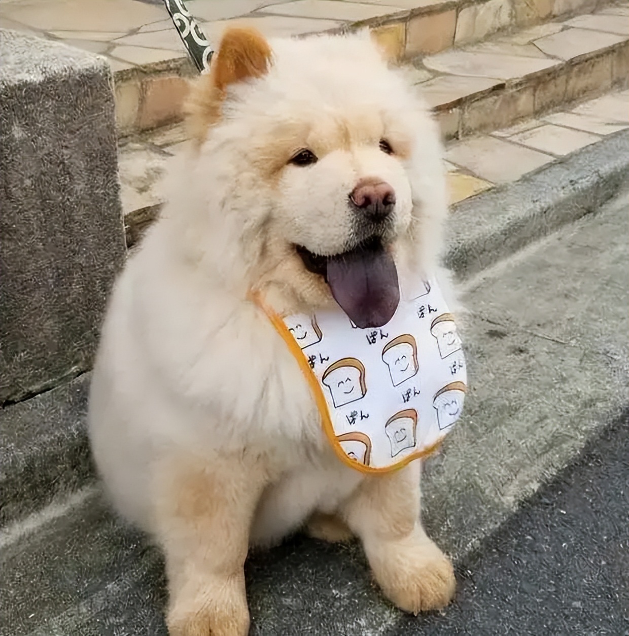 哈士奇大型犬可以养吗,哈士奇犬为什么不建议养