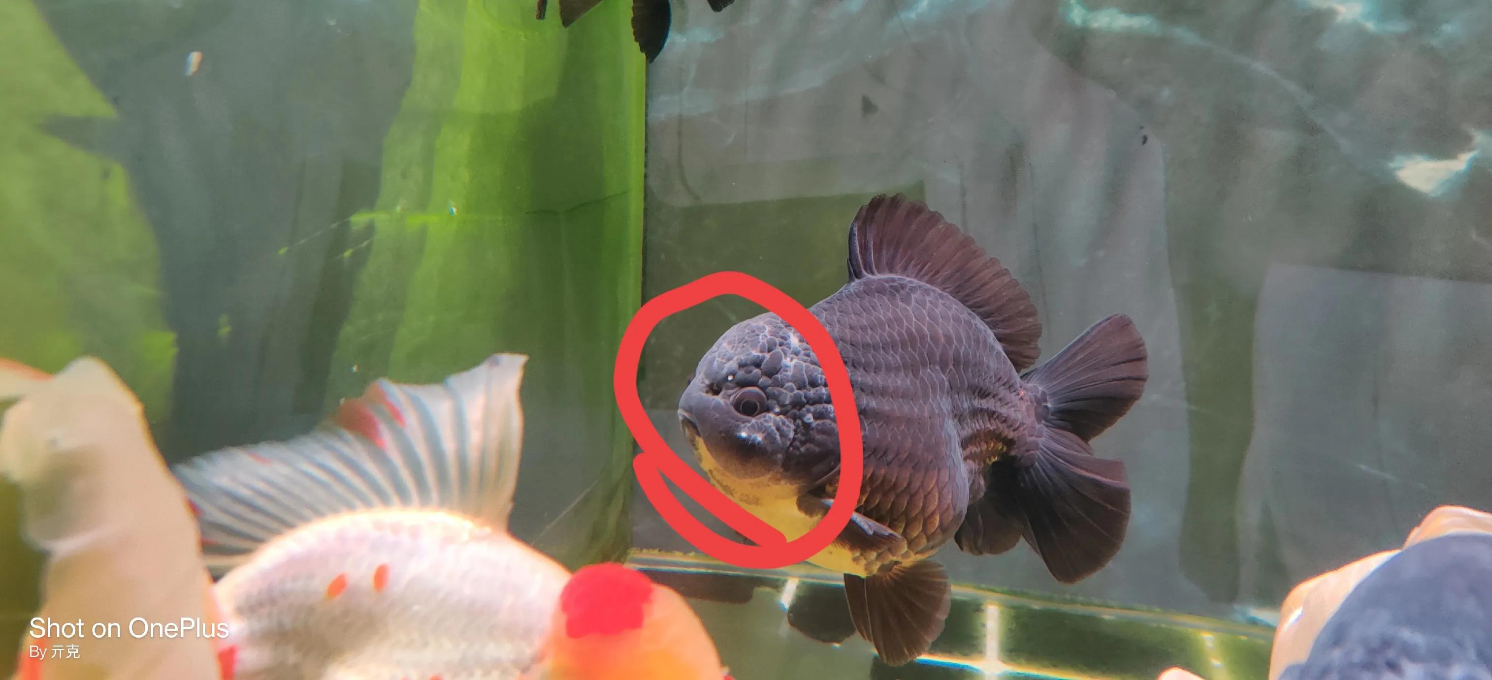 金鱼头瘤长白色絮状物,金鱼头瘤分泌白色絮状物