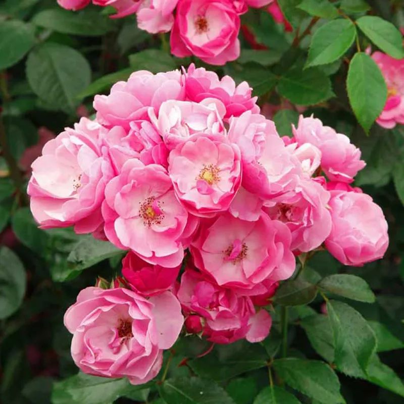 月季花瓣的旋转方向,月季花瓣和玫瑰花瓣的区别