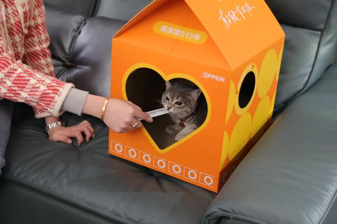 为爱定制一个家,为流浪猫爱心筹款