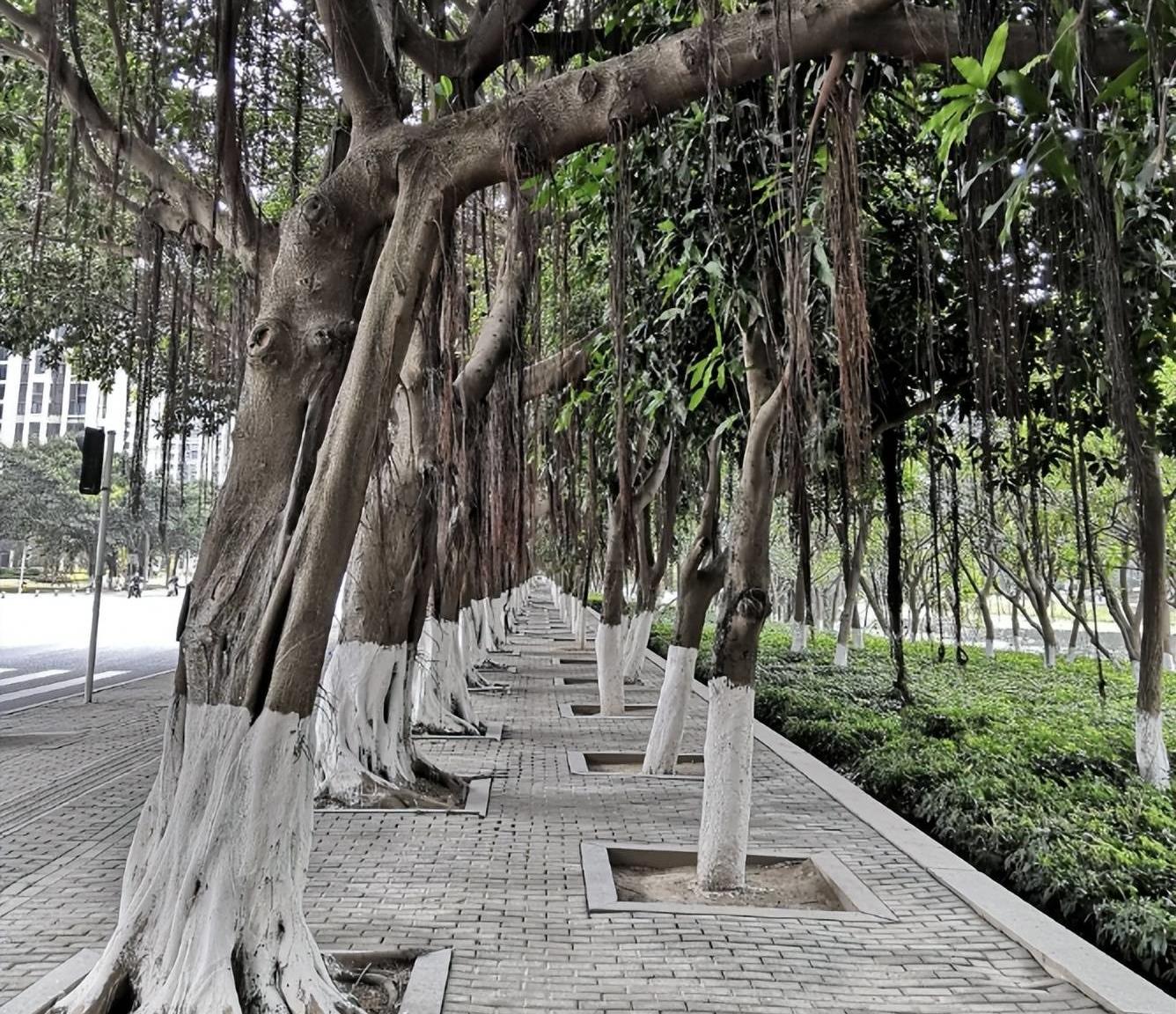 家中不能种的5种树,门前十种阴树不能种