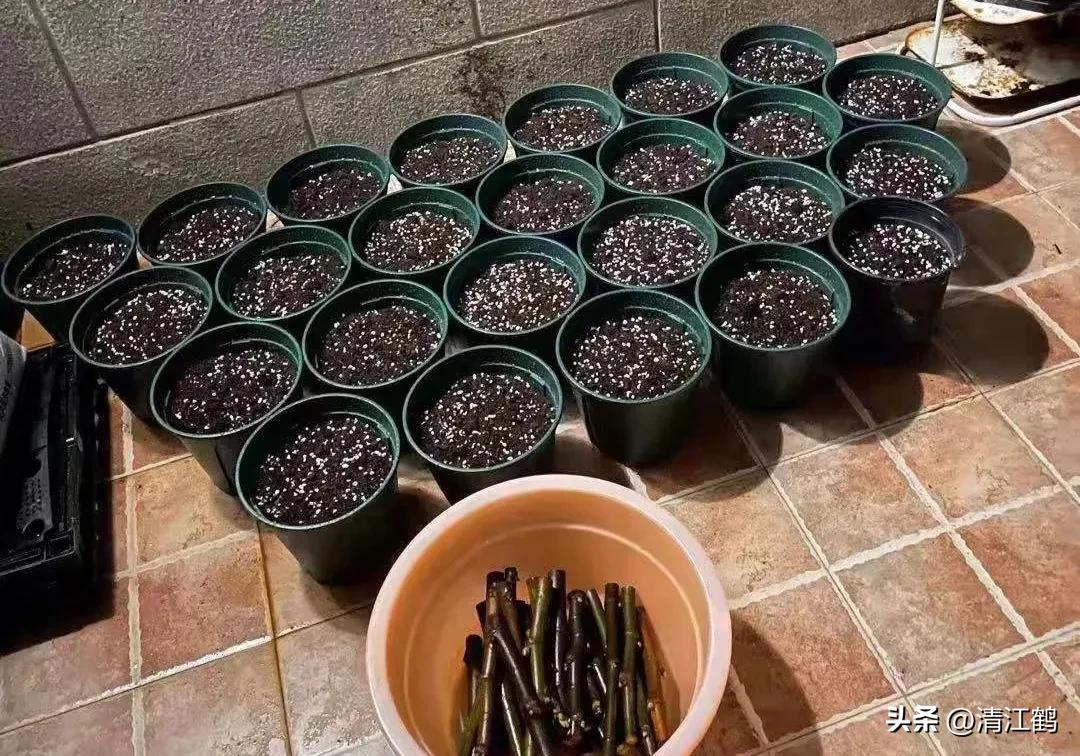 无花果的种植与管理治虫方法,无花果栽培到结果后怎样管理