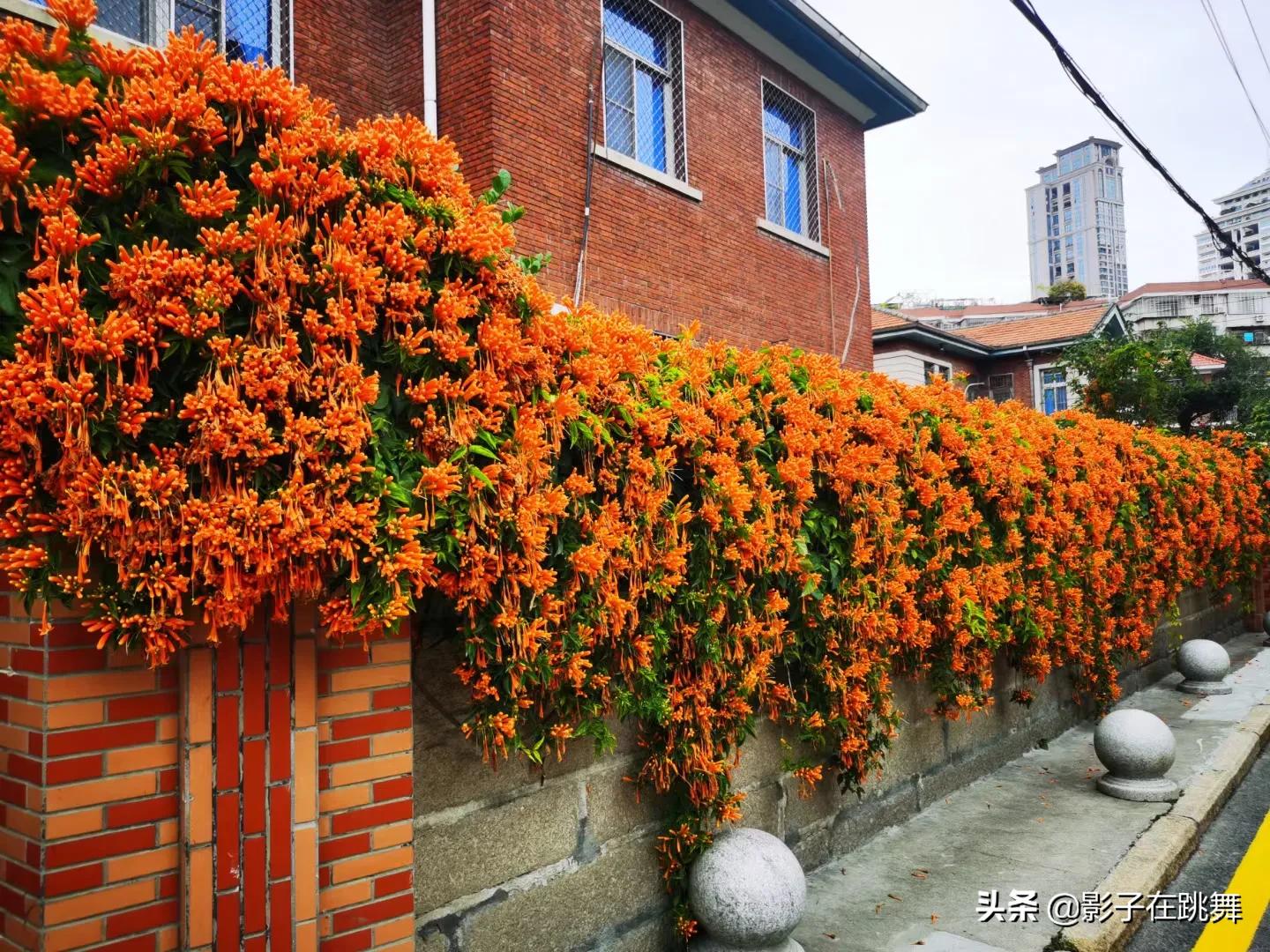 美丽从善良而来气质从智慧而来,美丽从牙齿开始