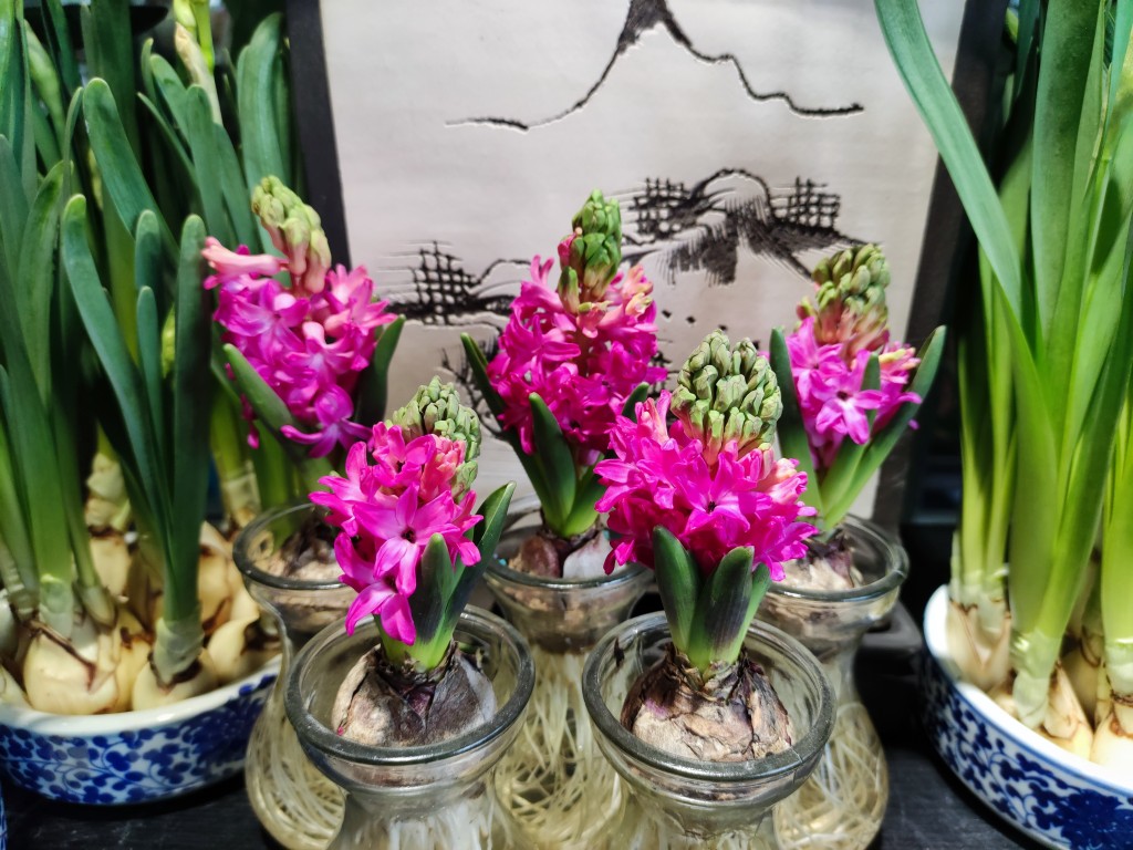 “金陵兰汇”兰花馆于江宁湖东29盛大开业,香飘四溢