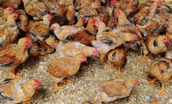 小鸡崽脚站不起来什么病用什么药,小鸡仔脚软站不起来怎么办