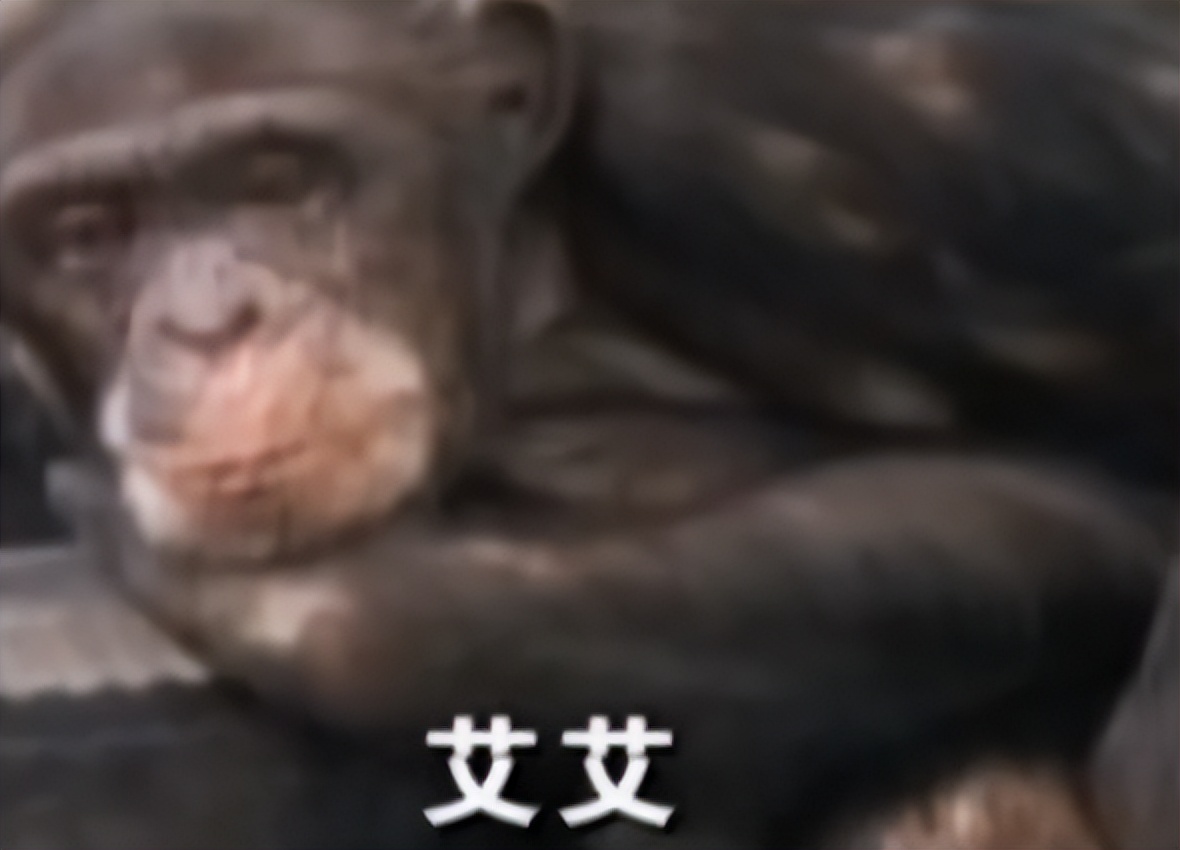 动物园的猩猩感染烟瘾,母猩猩染上烟瘾