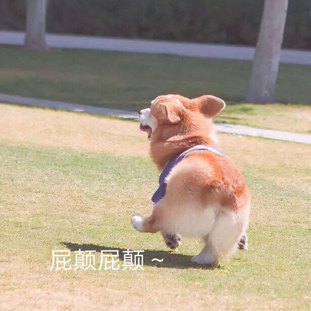 狗狗分得清人类的长相吗,在狗狗眼里分男女吗