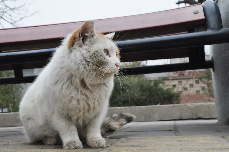 原来猫咪也害怕打针,原来猫咪也怕打雷
