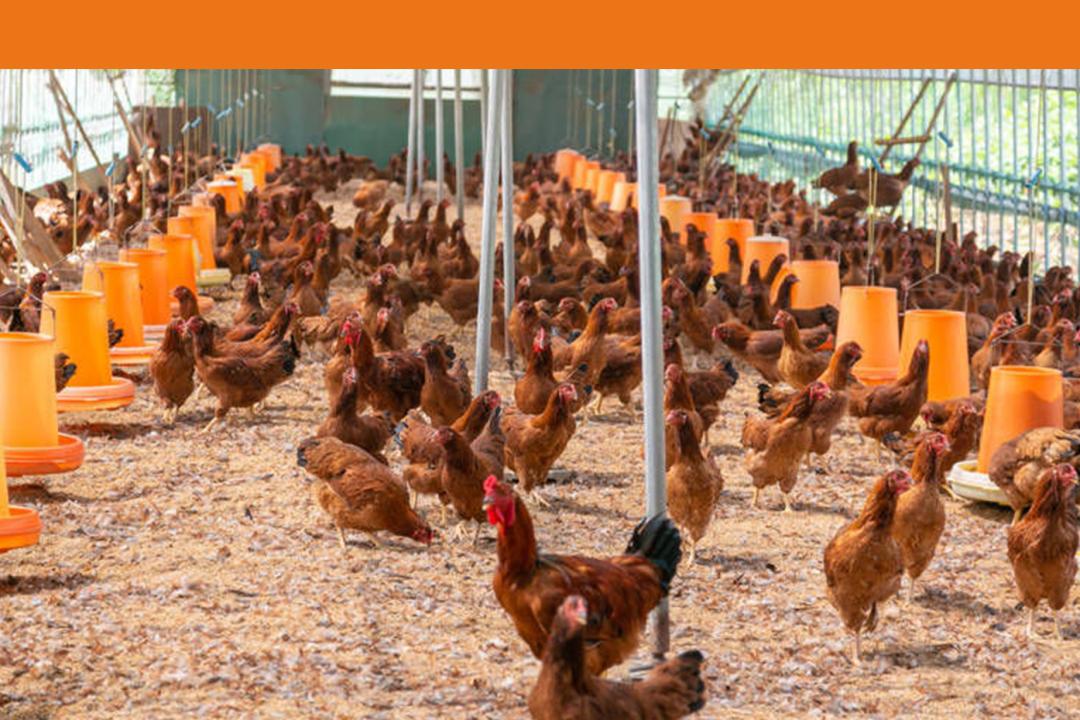 烧鸟是高端的烧烤么,烧鸟和烤串的区别