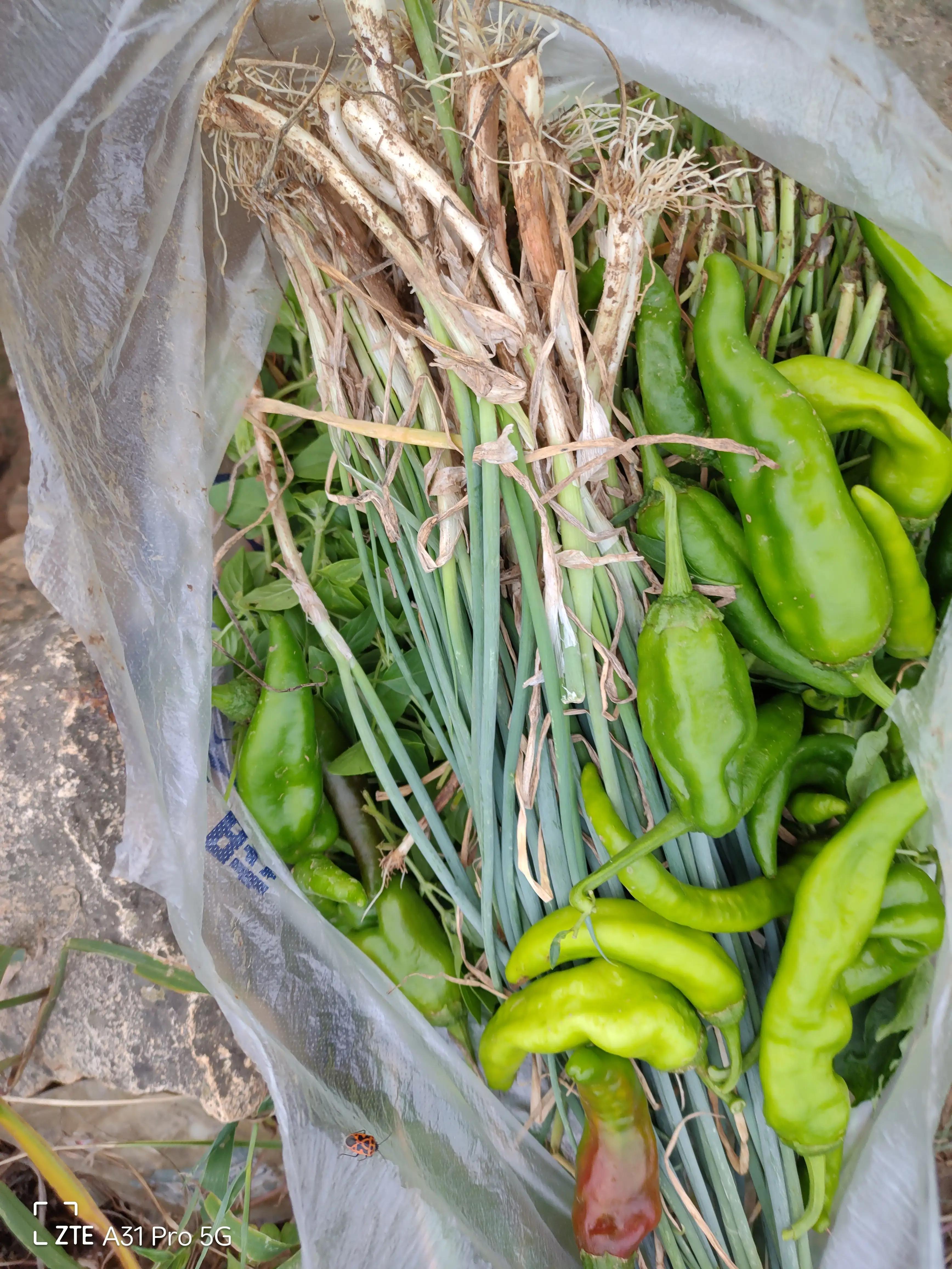 落花生的原名,落花生是什么意思