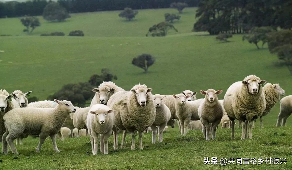 世界十大最顶尖的农产品强国,世界十大新型农业产品