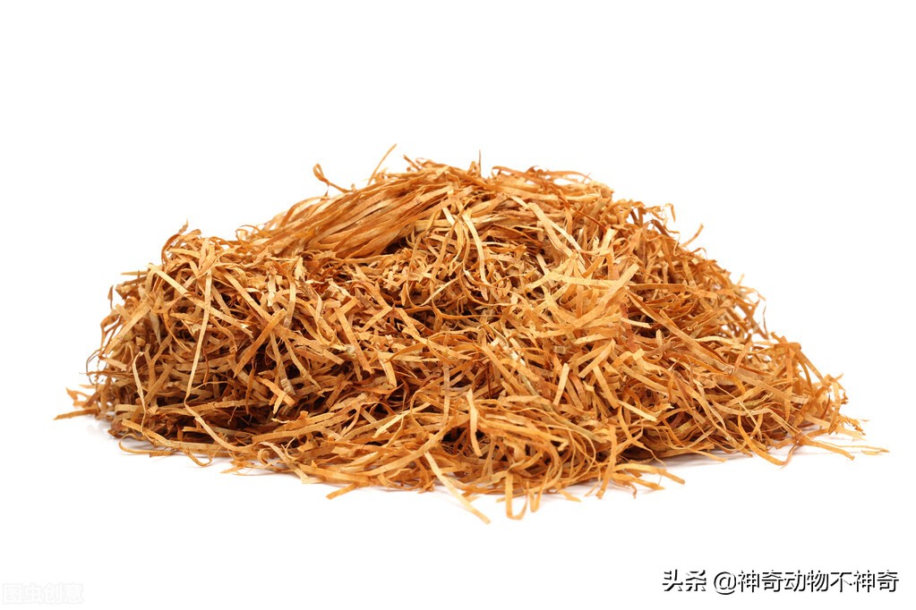 致命毒蝎号称“穷人的*品毒**”，巴铁还把它当烟抽，它有什么魔力？