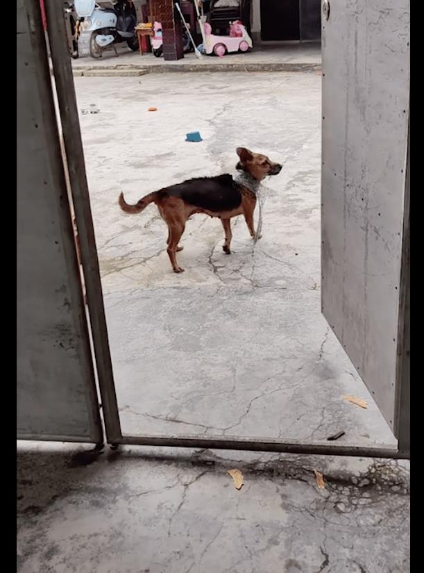 狗狗脖子被绳子系烂了,狗狗脖子烂了是怎么了