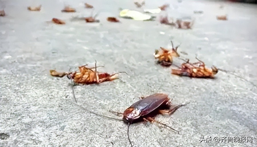 出现一只蟑螂代表家里很多蟑螂,家里有蟑螂怎么处理有最有效方法