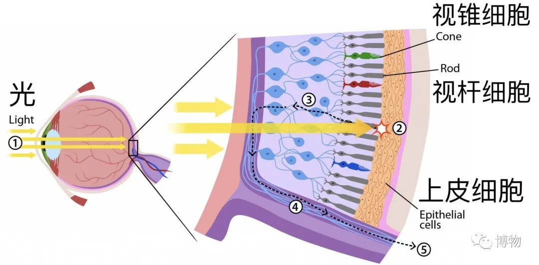 为什么黑猫比白猫活泼,为什么黑猫很活泼