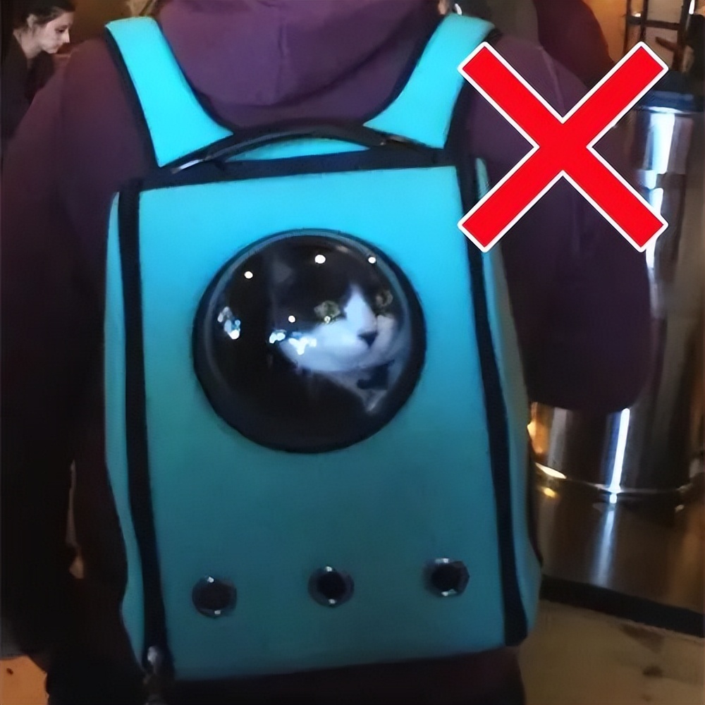 害死猫的网红饰品,盘点那些被人害死的网红猫