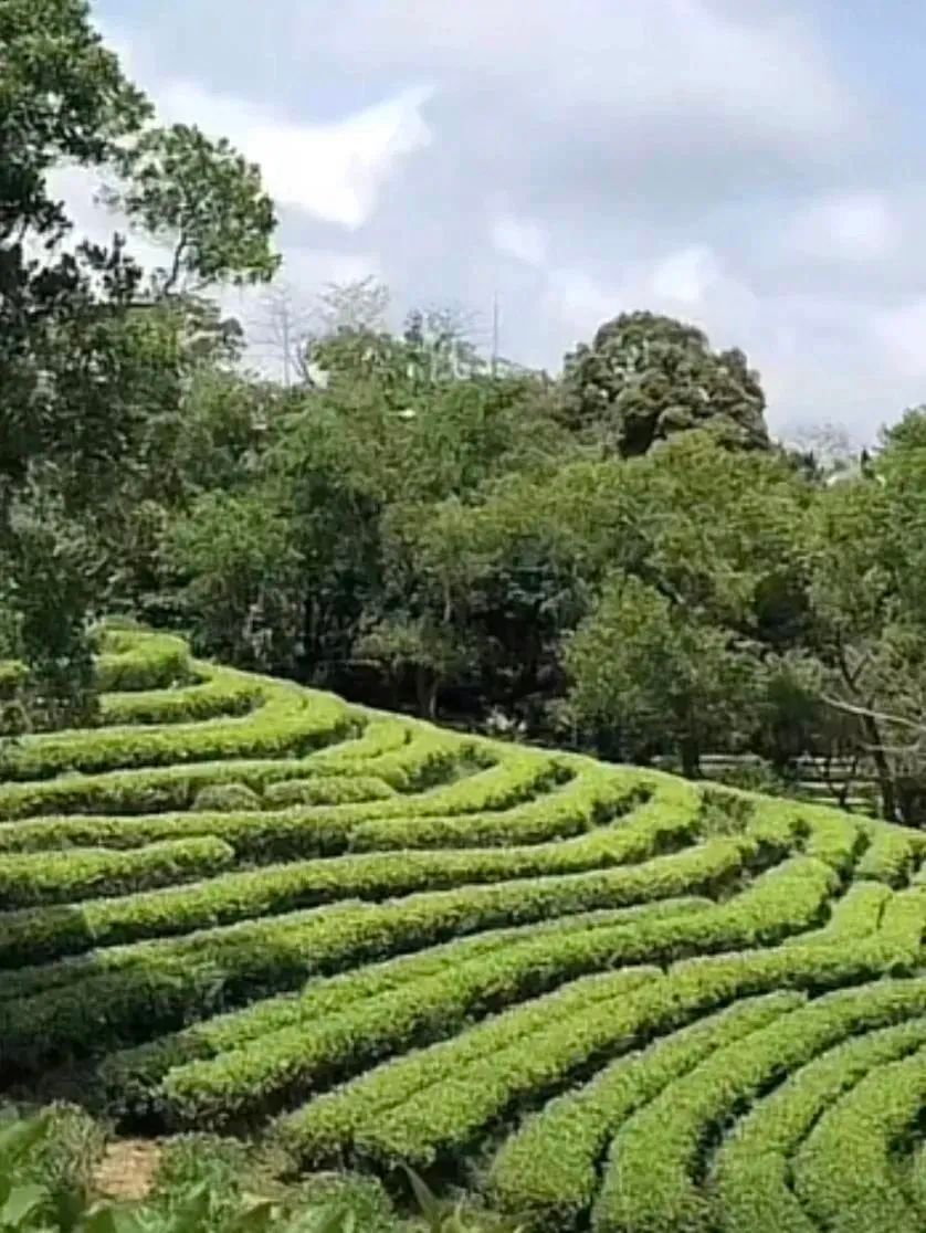 走访一木青茶茶业贸易有限公司,帮助企业制定电商运营计划