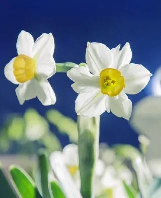 古诗词中的水仙花：飘零尘俗客再见水仙花