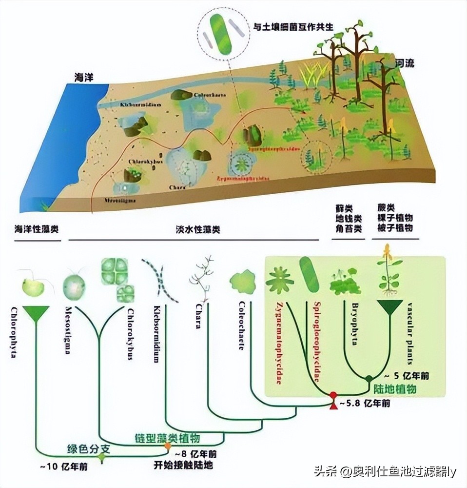 锦鲤鱼池里绿藻怎么清除,室外锦鲤鱼池养什么可以去除绿藻