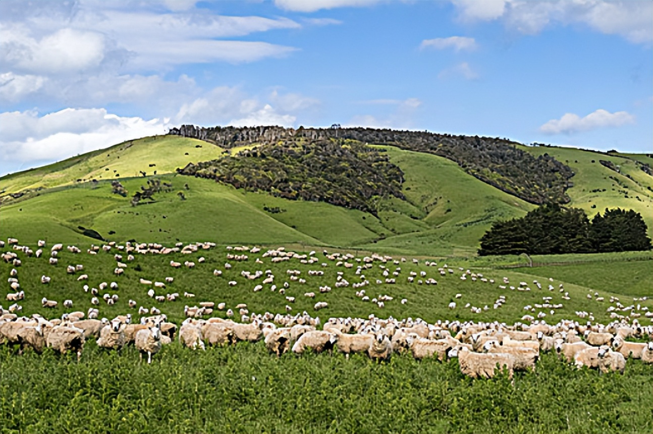 孤悬于世的新西兰，人数竟比不上羊！安心放羊放弃人口增长了吗？