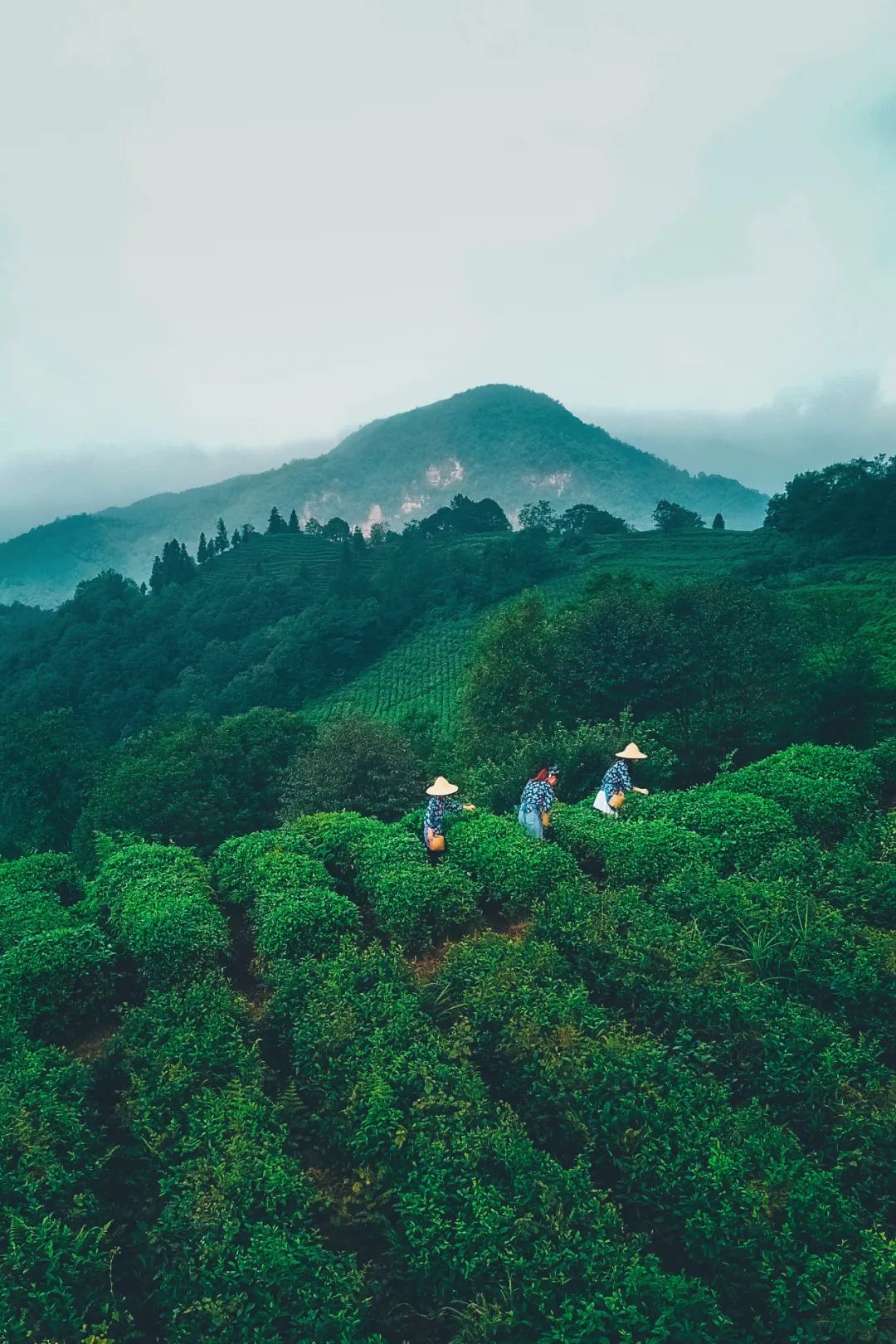 茶馆喝茶是种什么享受,中国喝茶第一大省