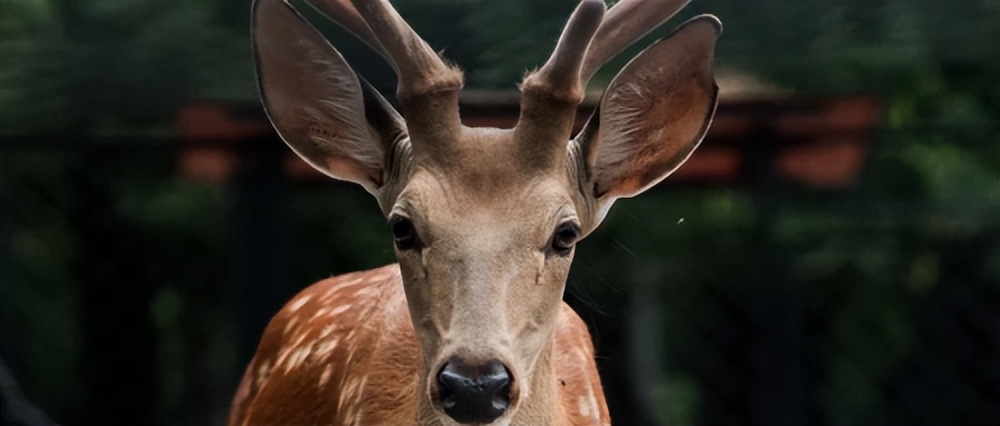 含山楂鹿茸的补阳中成药,鹿茸是补阳第一要药
