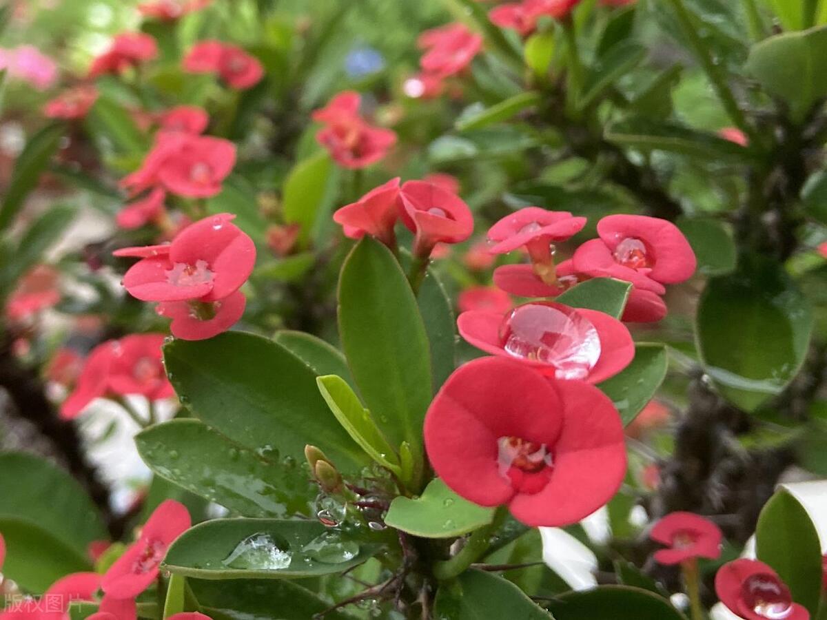 虎刺梅养护叶片黄,虎刺梅的养护视频