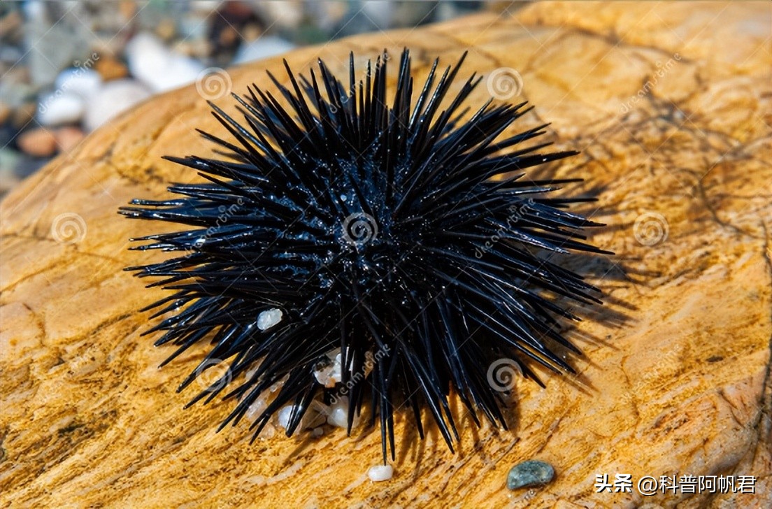 日本一港口发现有毒海胆,日本渔港大量沙丁鱼死亡有辐射没