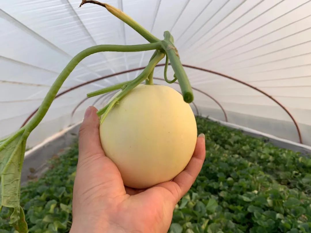 甜瓜新品种5762的种子价格,全国甜瓜价格最新行情