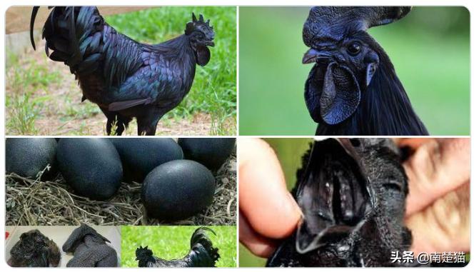 分享各种各样的动物,保证你没见过的20种新动物