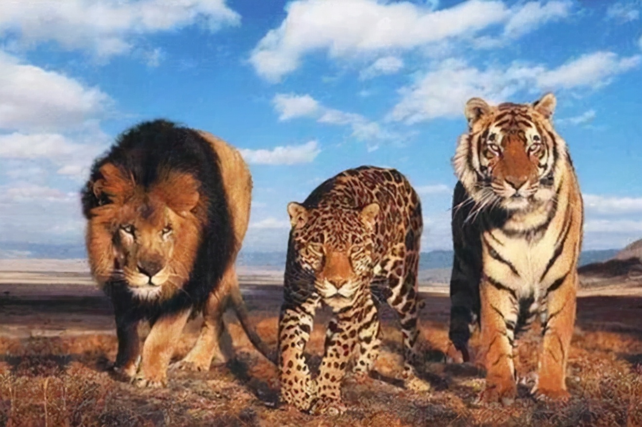 冰河时期最强的猫科秒杀东北虎,猫科霸主东北虎