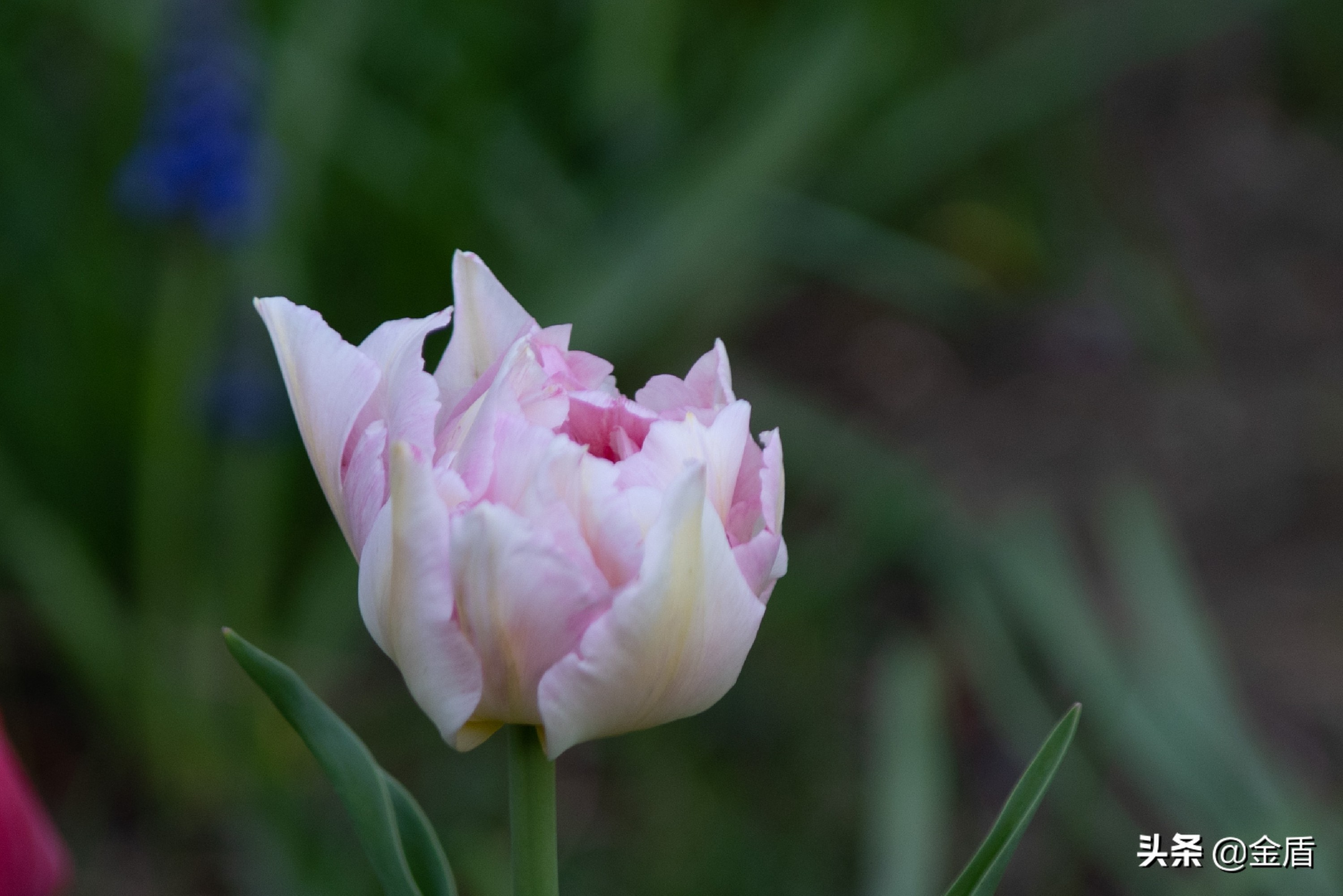 粉红皇后郁金香,花中皇后郁金香全集