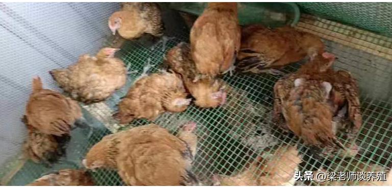 引起鸡肠炎的原因你知道吗,家禽急性肠炎吃什么药