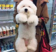 比熊犬容易得的病,比熊犬容易得五种病