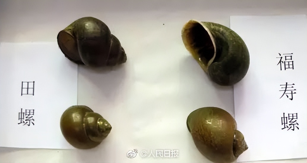 福寿螺的卵泛滥成灾视频,福寿螺产卵泛滥成灾