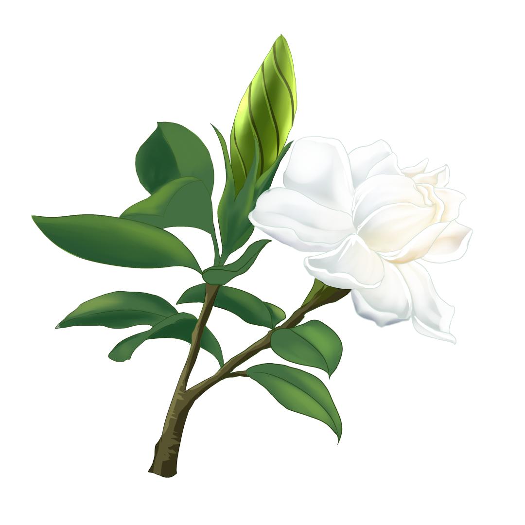 【马博士女性“养生馆”】药食同源——栀子花开