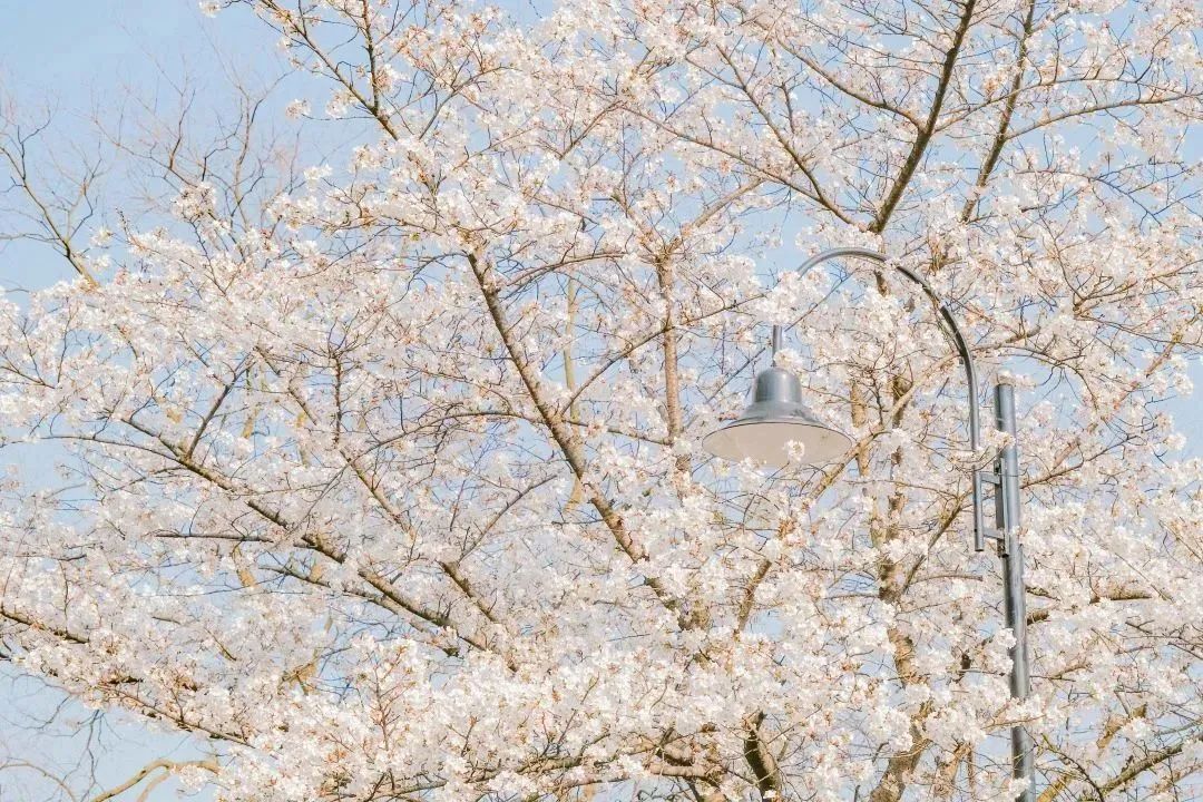 雨樱也浪漫！浙工大美美美！