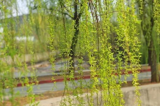 河柳拼音,河柳图