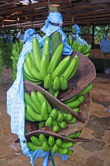 你不知道的国家冷知识玻利维亚篇,你不知道的国家冷知识多米尼加篇