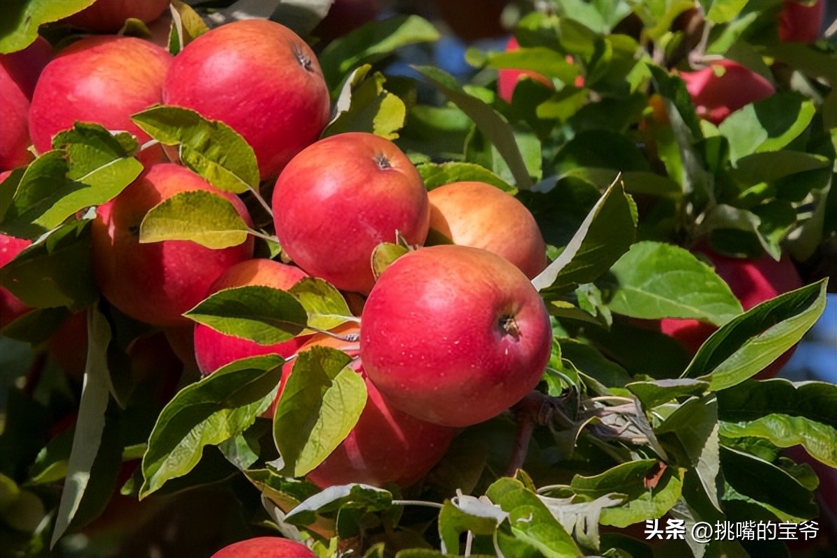 瑞士出产哪些水果,瑞士盛产啥水果