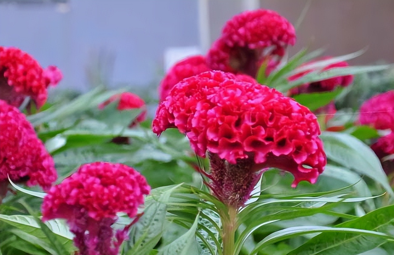 带你识别厚朴,带你识别柴胡