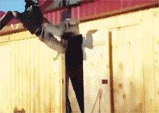 邻居门口放狮子我怎么破,邻居门口摆狮子我该怎么应对