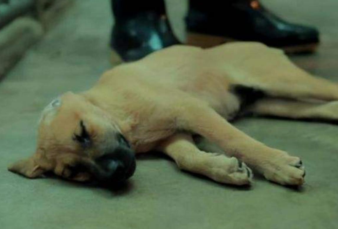 女孩给流浪狗安乐死,台湾女子给狗狗安乐死