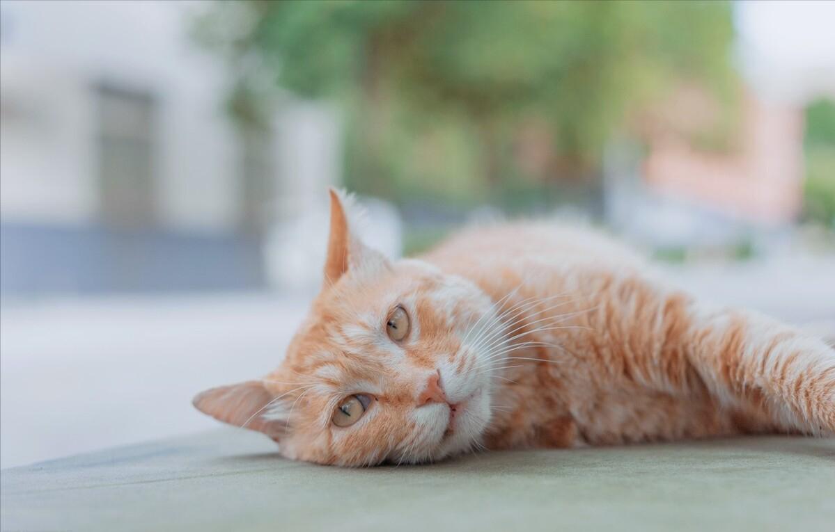 猫咪出现这些行为说明你不会养猫,猫咪有这6个表现