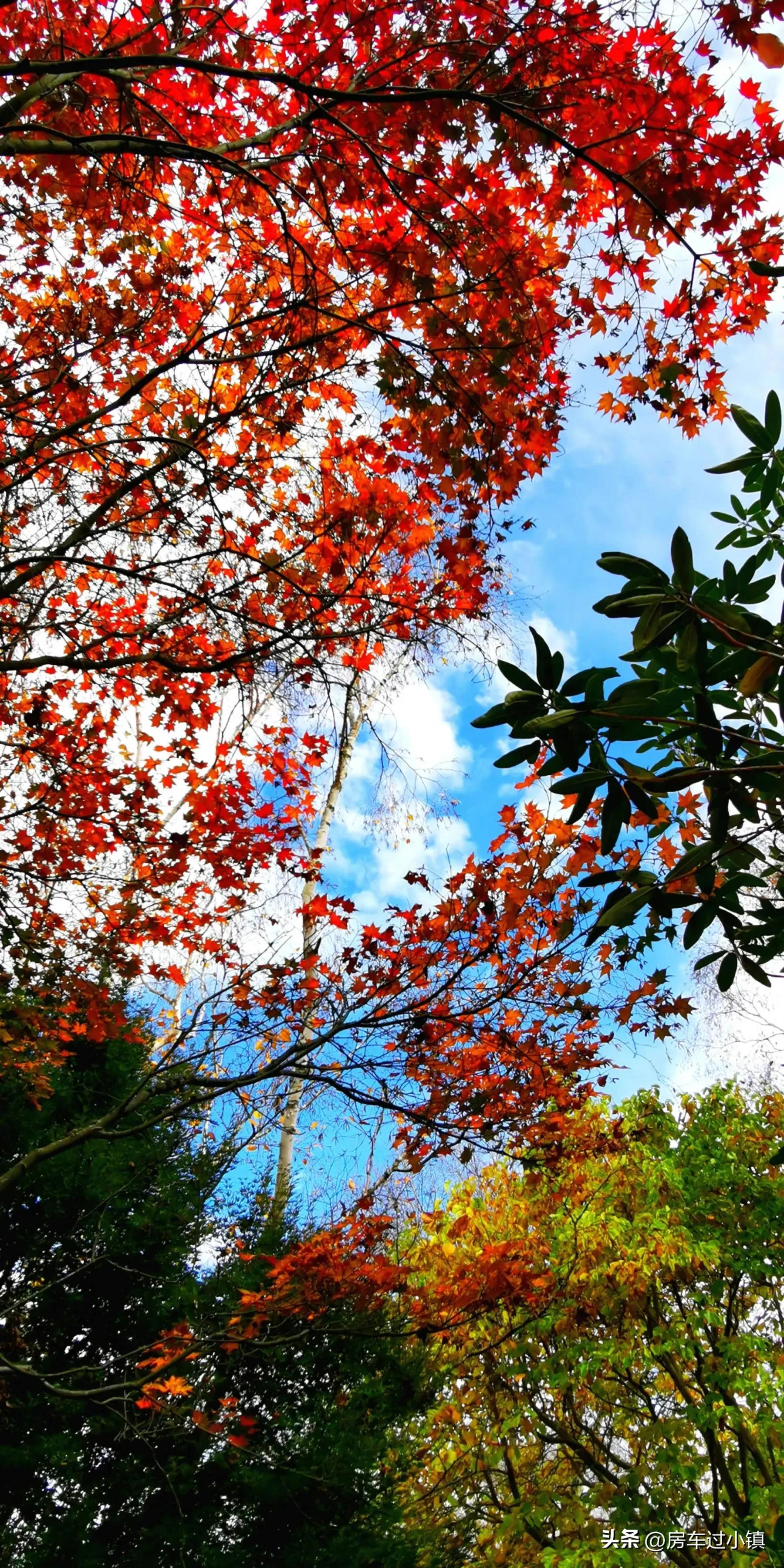 阿什伯顿：女总理、凑钱买飞机及六星花园——新手新车新西兰之13