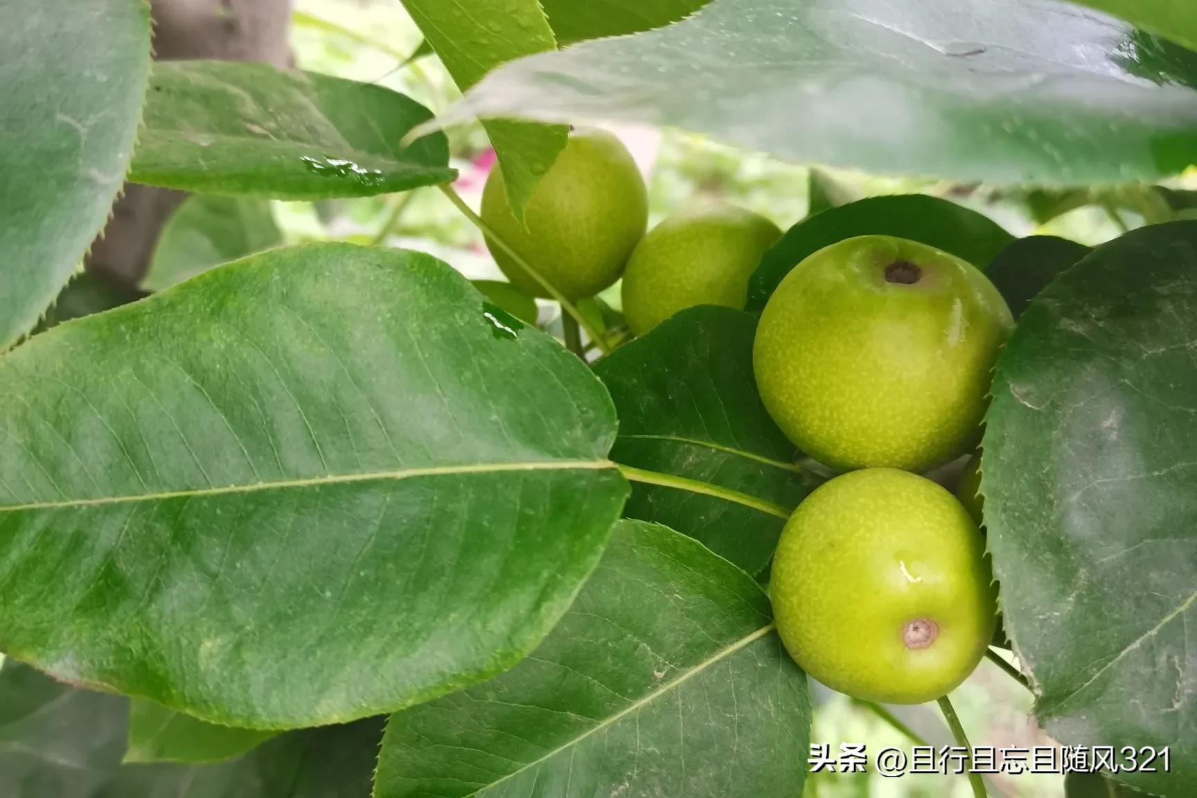 儿子有传宗接代的义务吗,儿子的作用是什么