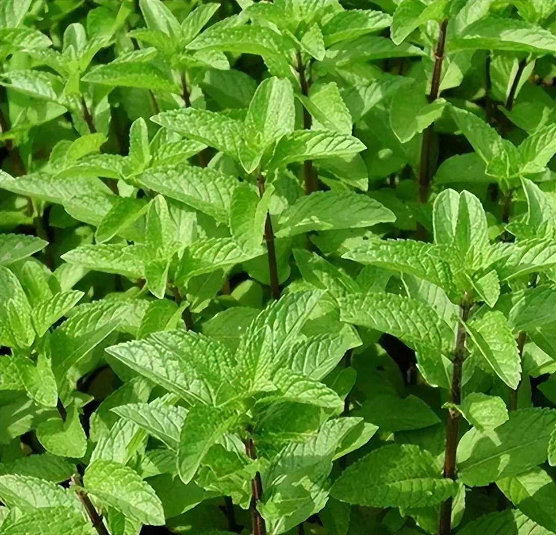 卧室净化空气有香味的植物,在卧室可以养的花好看香好养