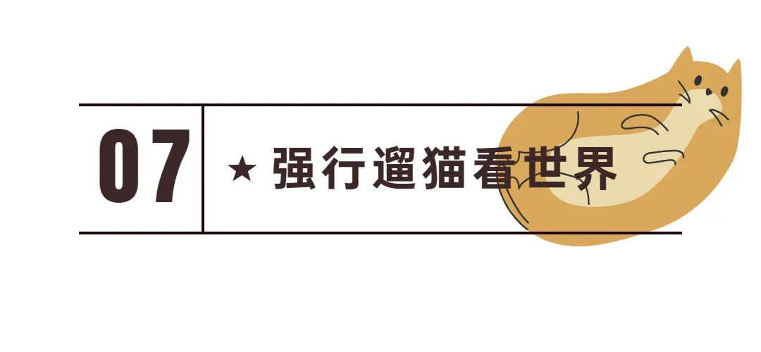新手常见的害猫行为,看似爱猫实测害猫的五个行为