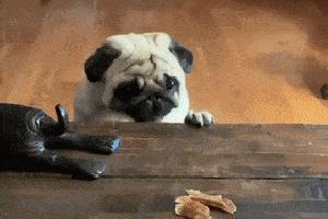 不建议养的10种狗排名,这7种狗公认无攻击性很适合家养