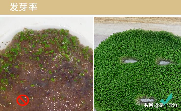 海藻面膜颗粒是海里生长的吗,海藻面膜是大海藻还是小海藻